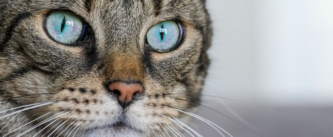 Katzenrassen, die außergewöhnlich blaue Augen haben