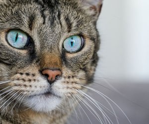 Blaue Augen bei Katzen: Die schönsten Rassen
