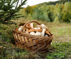 Pilze sammeln im Herbst: Echte Pilz-Fans kennen diesen Geheimtrick