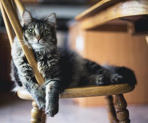 Wie alt wurde die älteste Katze? Wissen für kleine Pfotenfreunde