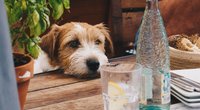 Wie viel trinkt ein Hund am Tag? So viel Wasser braucht er