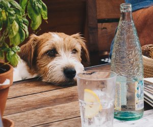Wie viel trinkt ein Hund am Tag? So viel Wasser braucht er