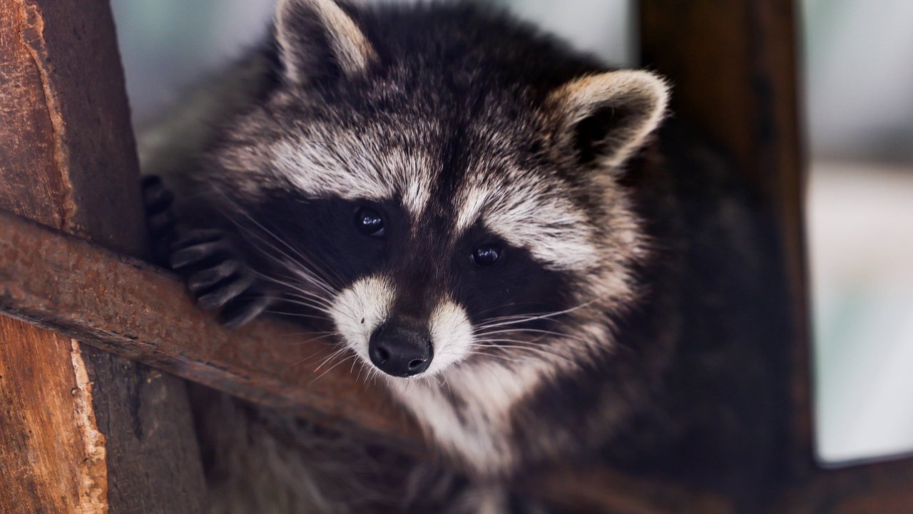 Vor allem im Winter bringen Waschbären einen ordentliches Gewicht auf die Waage.