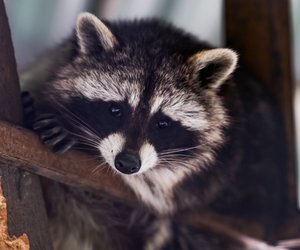 Gewicht beim Waschbären: So schwer wird das Säugetier