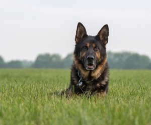 Deutscher Schäferhund: Zeige im Quiz, was du alles über die Rasse weißt