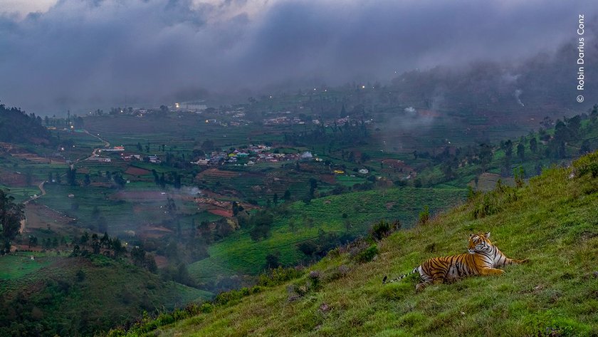 Robin Darius Conz watches a tiger on a hillside against the backdrop of a town where forests once grew. 