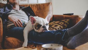 Gelassene Begleiter: Diese Hunde jagen selten