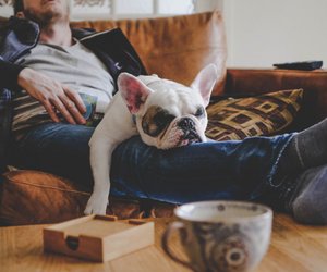Gelassene Begleiter: Diese Hunde jagen selten
