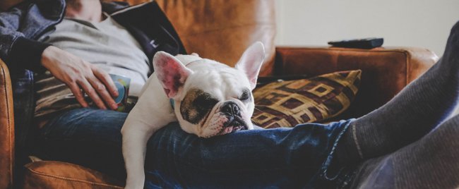 Gelassene Begleiter: Diese Hunde jagen selten