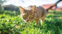 Zeckenschutz für eure Katze: So sind Stubentiger gut vor Zecken geschützt