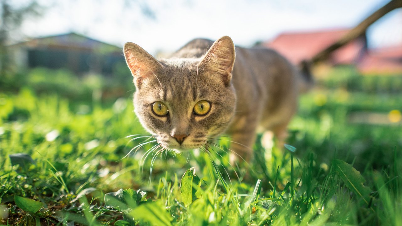 Katze spielt im hohen Gras