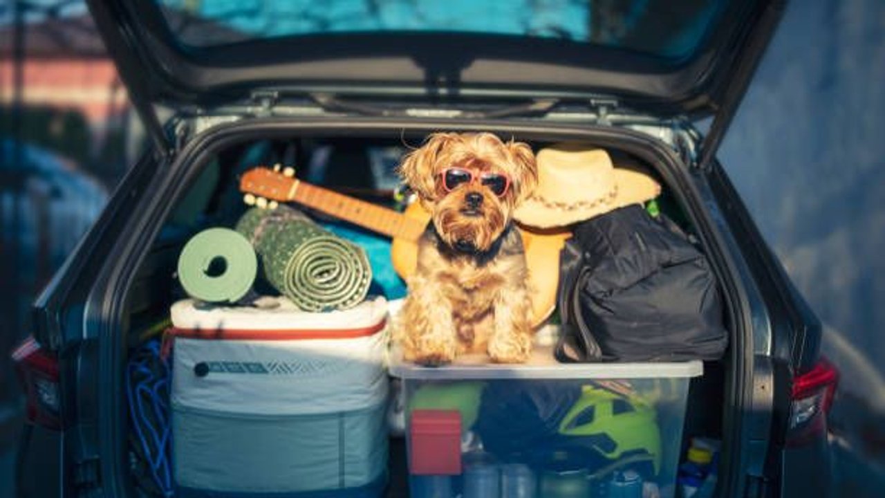Hund in Kofferraum mit Gepäck
