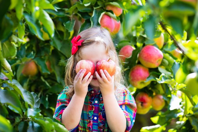 Gärtnern mit Kindern - Mädchen pflückt Äpfel