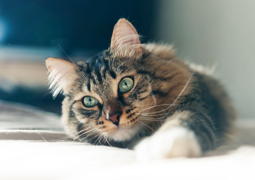 Grey cat lying on bed