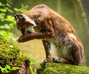 Was fressen Luchse? So ernähren sich die „Pinselohren“