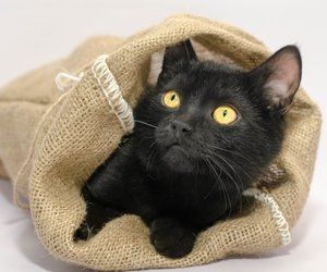 Die Katze im Sack kaufen – Bedeutung und Herkunft der Redewendung