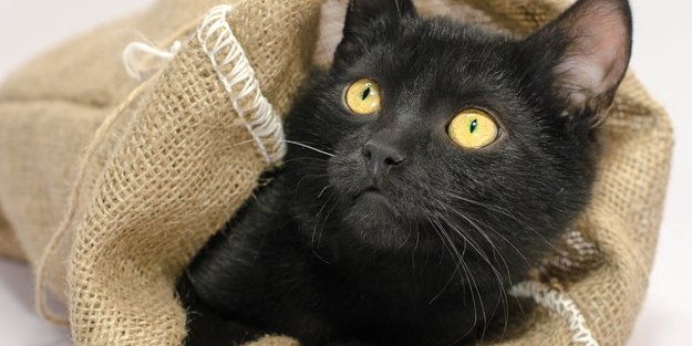 Die Katze im Sack kaufen – Bedeutung und Herkunft der Redewendung