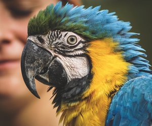 Papagei als Haustier: Ist er für Kinder geeignet?