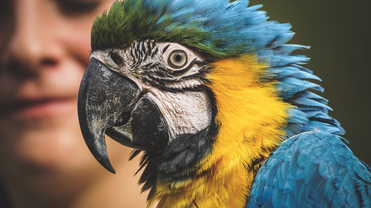 Mit ihrem kräftigen Schnabel können Papageien schlimme Verletzungen hervorrufen.
