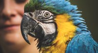 Papagei als Haustier: Ist er für Kinder geeignet?