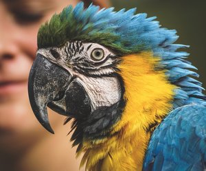 Papagei als Haustier: Ist er für Kinder geeignet?