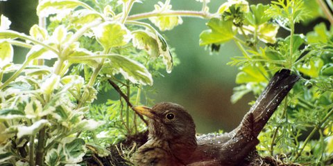 was tun wenn glanzmispel blätter verliert Glanzmispel 'Red Robin' kaufen – rote Hecke main image 1