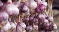 Knoblauch und Stillen: Sollte man verzichten?
