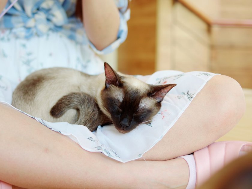 Diese Siamkatze hat es sich auf einem Schoß bequem gemacht.