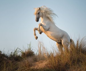 Diese Pferderassen gelten als die klügsten der Welt