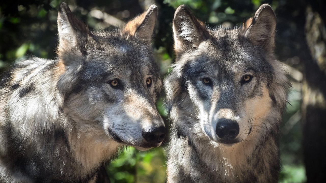 Wölfe und Hunde lieben es, mit anderen beisammen zu sein.