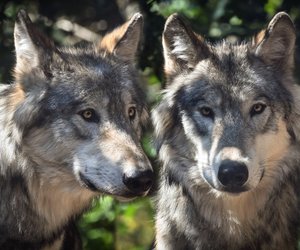 Wölfe und Hunde: Diese wesentlichen Unterschiede gibt es