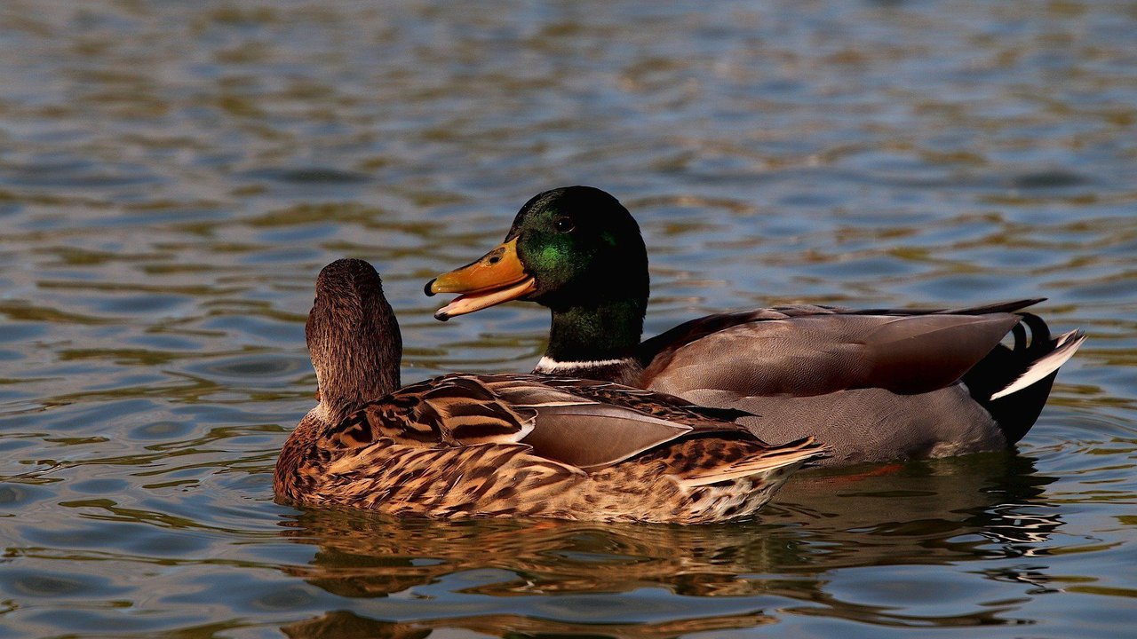 Ein Stockentenpaar in der Herbstsonne.