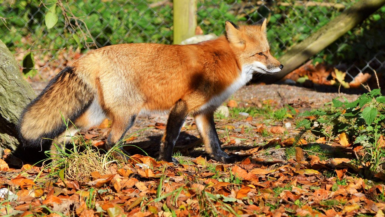 Der Rotfuchs geht mit seiner Fellfarbe optisch im Herbstlaub unter.