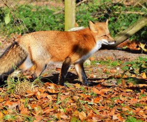 Fuchs Arten: Diese Tiere kennt nicht jeder  