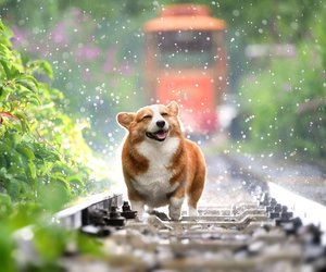 Sommerregen: Das steckt hinter dem besonderen Geruch, den fast jeder toll findet