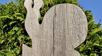 Heimtückische Heckenpflanze: Ist die Thuja giftig?