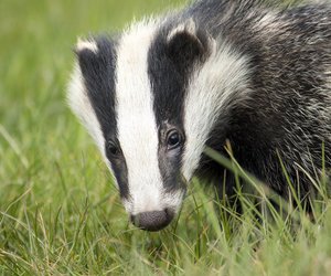 Der Dachs – Aussehen und Gewicht