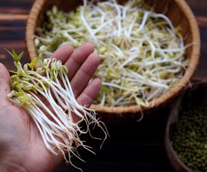 Sojasprossen in der Schwangerschaft: Darf ich sie essen?