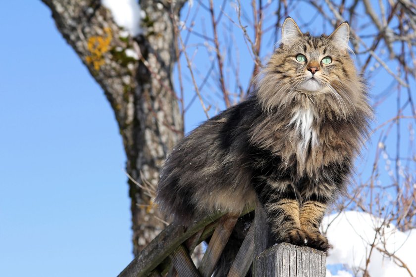 Norwegische Waldkatzen lieben den Aufenthalt in der freien Natur.