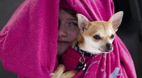 Wie alt wird ein Chihuahua? 