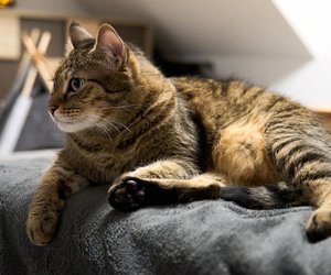 Diese Katzenrassen sind bekannt für ihre Scheu