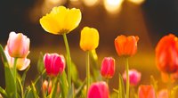 Achtung im Garten und am Tisch: Ist die beliebte Tulpe giftig?