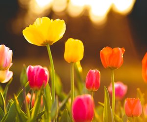 Achtung im Garten und am Tisch: Ist die beliebte Tulpe giftig?