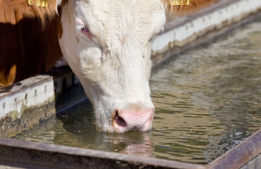 Kuh trinkt aus einem Wassertrog