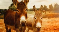 Esel als Haustier: Ist die Haltung erlaubt und möglich?