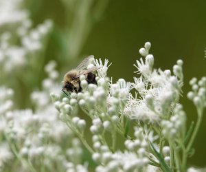 Können Bienen stechen? Das passiert, wenn du gestochen wirst