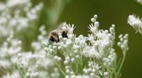 Können Bienen stechen? Das passiert, wenn du gestochen wirst