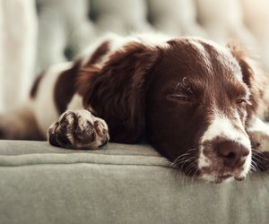 Haustierbesitzer, aufgepasst: Den Pfotentrimmer-Bestseller gibt es bei Amazon zum Top-Preis