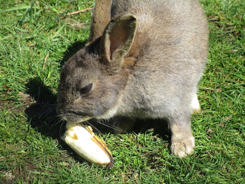 Banane ist sehr kalorienreich und sollte nur in geringen Mengen verfüttert werden.