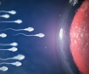 Spermiogramm: Ablauf, Auswertung und Kosten der Spermauntersuchung